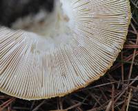 Amanita muscaria image