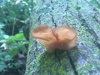 Auricularia americana image