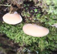 Conchomyces bursiformis image