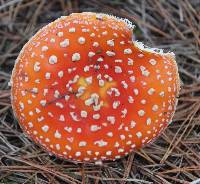 Amanita muscaria image