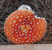 Amanita muscaria image