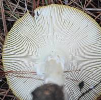 Amanita muscaria image