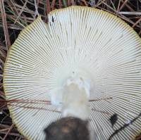 Amanita muscaria image