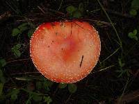 Amanita muscaria image