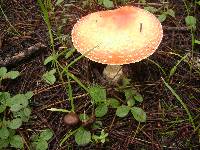 Amanita muscaria image