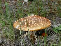 Amanita muscaria image