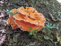 Laetiporus cincinnatus image