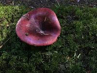 Russula xerampelina image