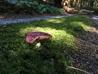 Russula xerampelina image