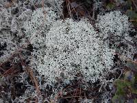 Cladonia rangiferina image