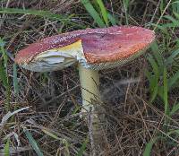 Amanita muscaria image