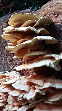 Laetiporus cincinnatus image