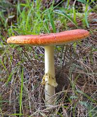 Amanita muscaria image