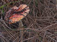 Amanita muscaria image