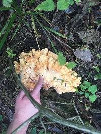 Laetiporus sulphureus image