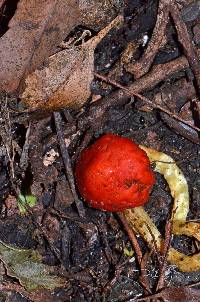 Leratiomyces erythrocephalus image