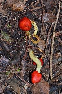 Leratiomyces erythrocephalus image