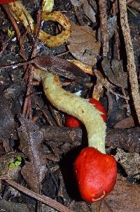 Leratiomyces erythrocephalus image