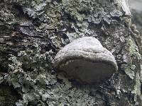 Fomes fomentarius image