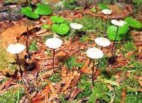 Marasmius rotula image