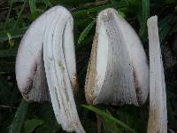 Coprinopsis atramentaria image