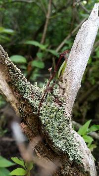 Cladonia coniocraea image