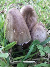 Coprinopsis atramentaria image