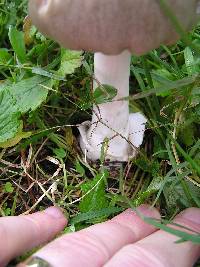 Volvariella gloiocephala image