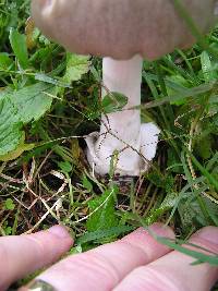 Volvariella gloiocephala image