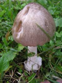 Volvariella gloiocephala image