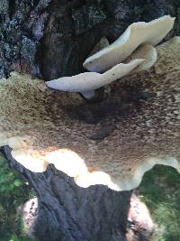 Polyporus squamosus image