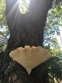 Polyporus squamosus image