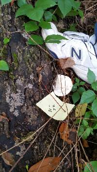 Trametes cubensis image