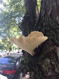 Polyporus squamosus image