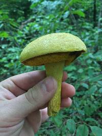 Retiboletus ornatipes image