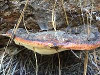 Fomitopsis pinicola image