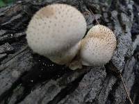Lycoperdon perlatum image