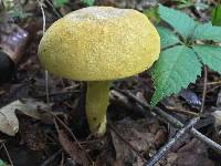 Retiboletus ornatipes image