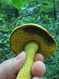 Retiboletus ornatipes image