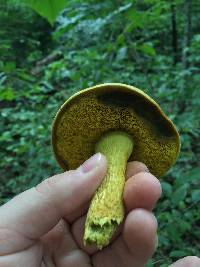 Retiboletus ornatipes image