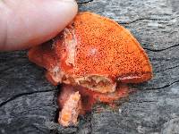 Pycnoporus cinnabarinus image