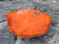 Pycnoporus cinnabarinus image