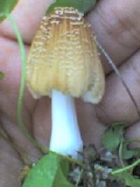 Coprinellus flocculosus image