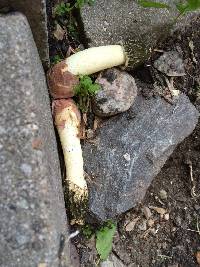 Phallus hadriani image
