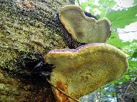 Fomitopsis pinicola image