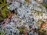 Cladonia rangiferina image