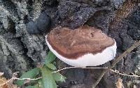 Ganoderma applanatum image