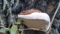 Ganoderma applanatum image