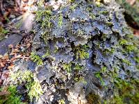 Peltigera elisabethae image