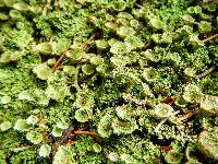 Cladonia chlorophaea image